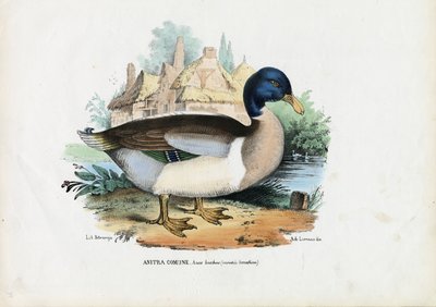 Mallard, 1863-79 by Raimundo Petraroja